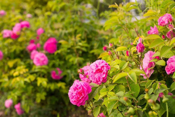 Thornless rose seedlings