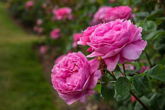 نهال گل محمدی 