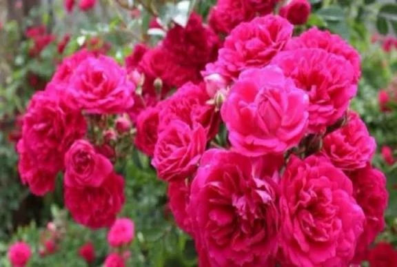 گل محمدی صورتی بزرگ