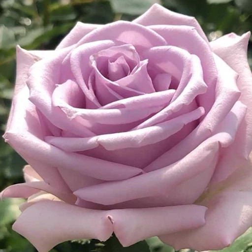 Dutch Cloudy Lilac Rose Seedlings