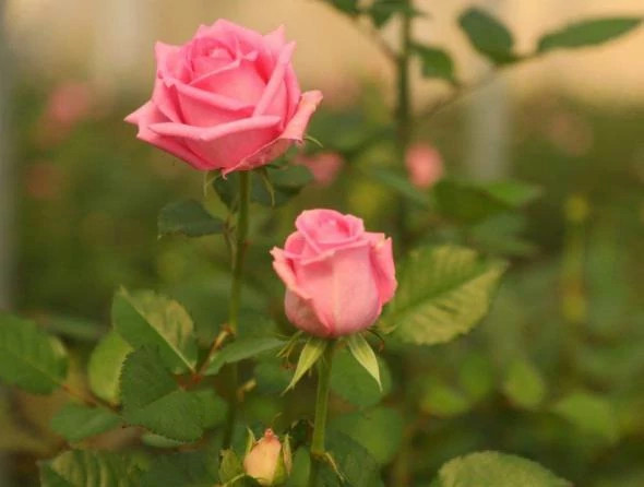 رز گراندیفلورا کمیاب