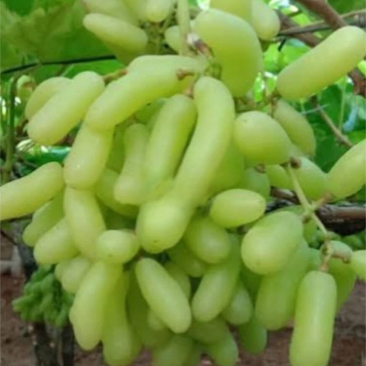 نهال انگور شصت عروس کمیاب