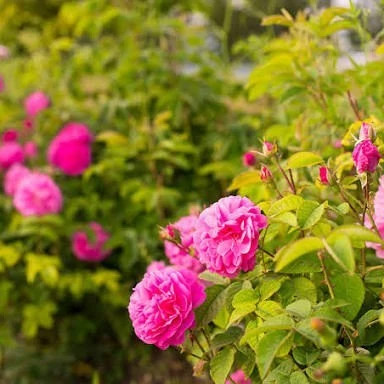 گل محمدی صورتی زیبا