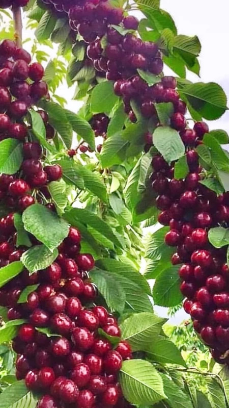 Montmorency cherry seedlings
