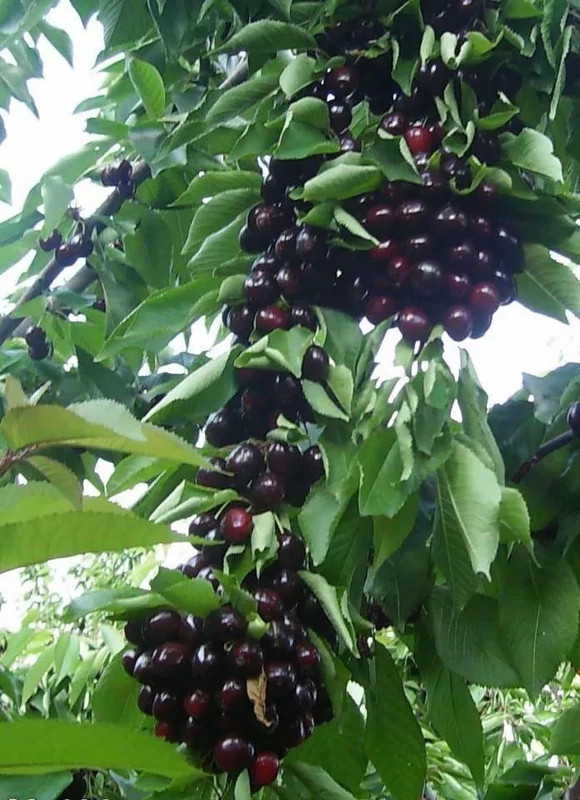 آلبالو مونت مورانسی کمیاب