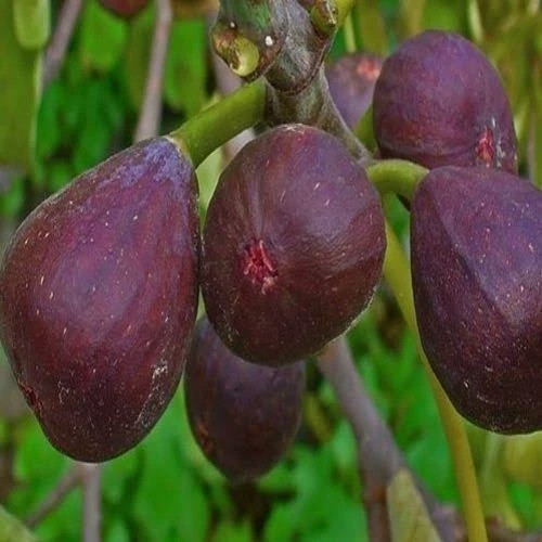 King fig seedlings