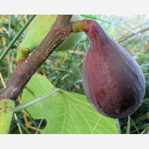 انجیر خوش طعم خاص