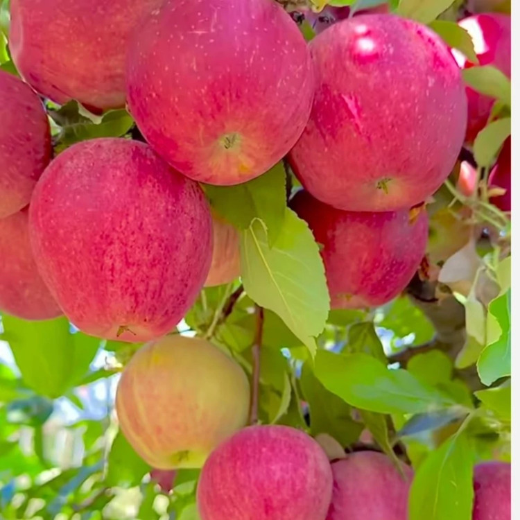Maragheh apple seedlings