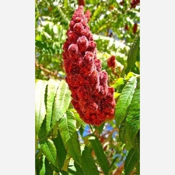 Sumac seedlings