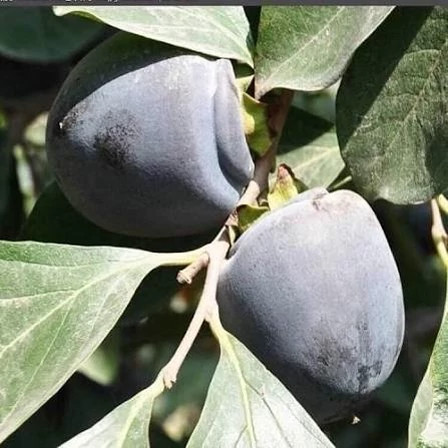 Black persimmon seedlings