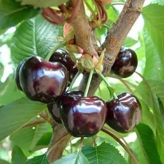 نهال گیلاس مقاوم