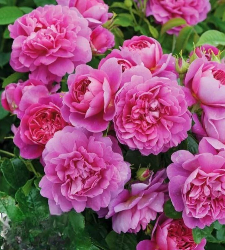 Rose seedlings