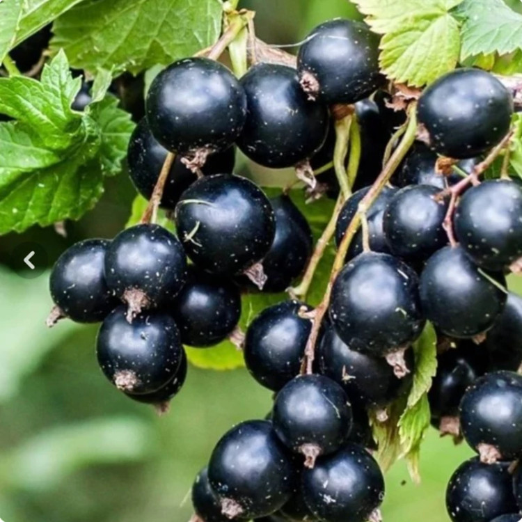 Black Card grape seedlings