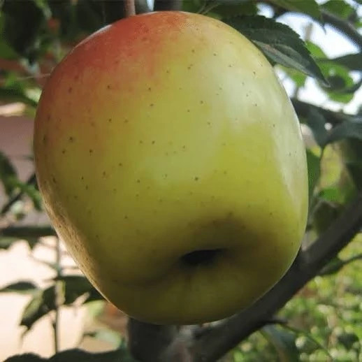 Yellow Lebanese apple seedlings