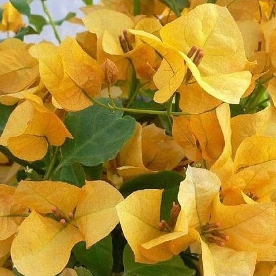 Yellow paper flower seedlings