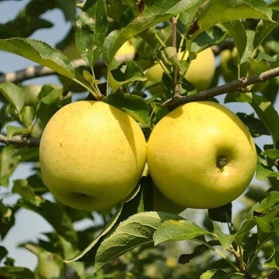 سیب زرد رنگ زیبا