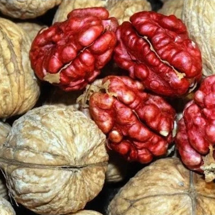 گردو تو سرخ زیبا و خاص