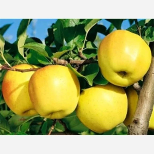 Golden Delicious apple seedlings