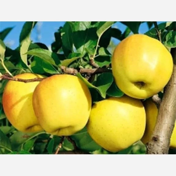 Golden Delicious apple seedlings
