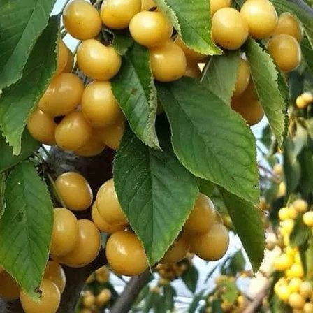 White cherry seedlings