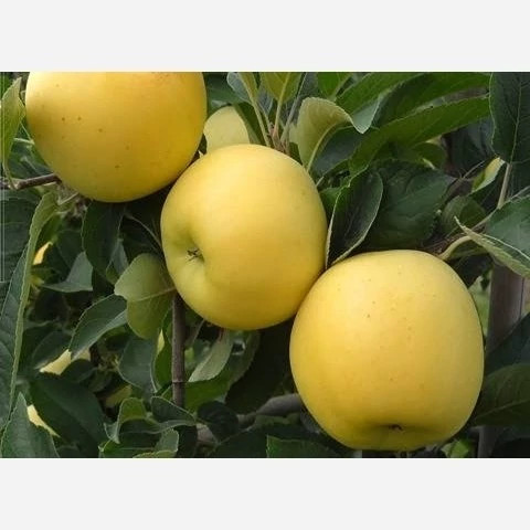سیب طلایی خوش طعم
