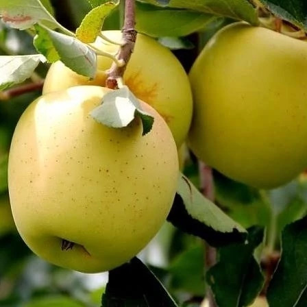 خرید نهال سیب کمیاب