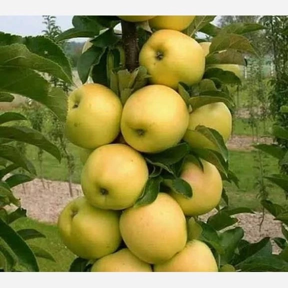 سیب گلدن دلیشز خاص