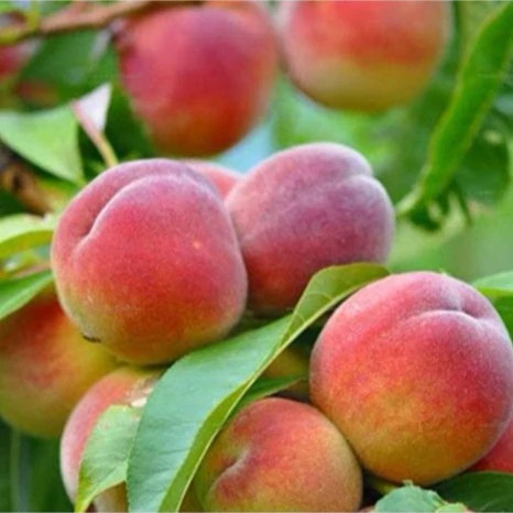 Plastic peach seedlings