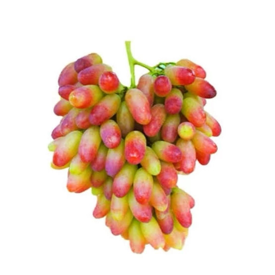 Makeup grape seedlings