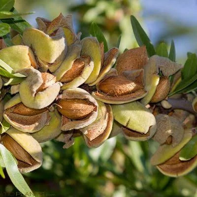 خرید نهال بادام سایز بزرگ