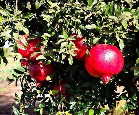 Wonderful American Pomegranate