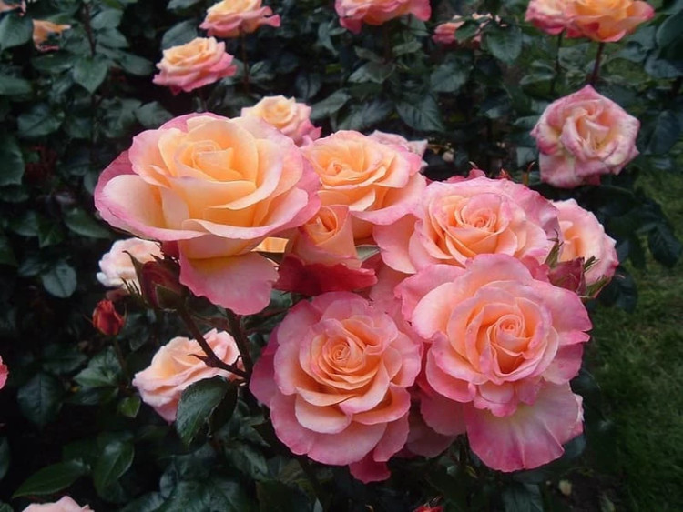Floribunda rose seedlings