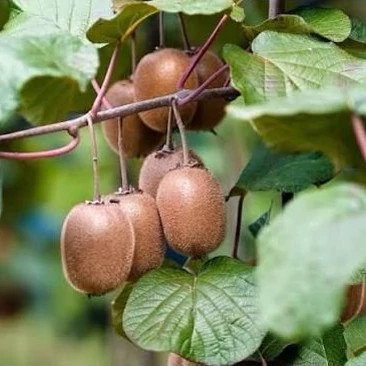 Kiwi seedlings
