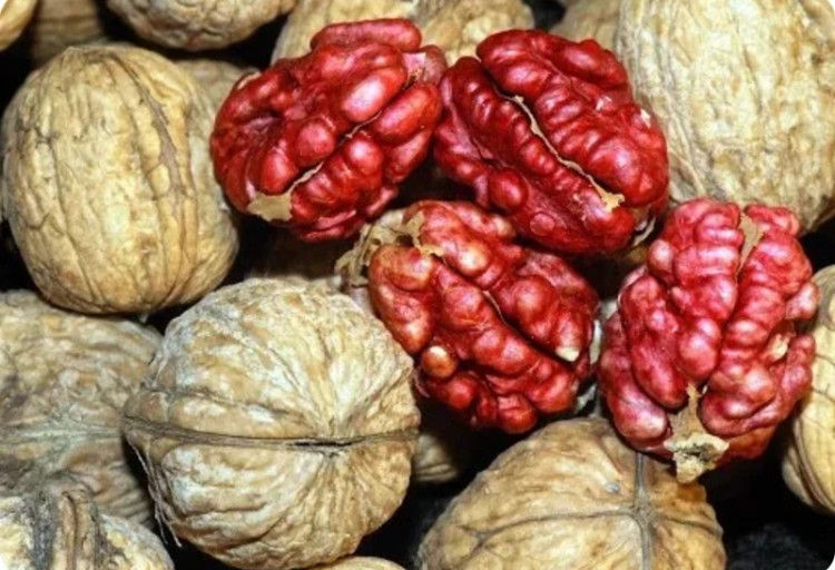Walnut seedlings in red