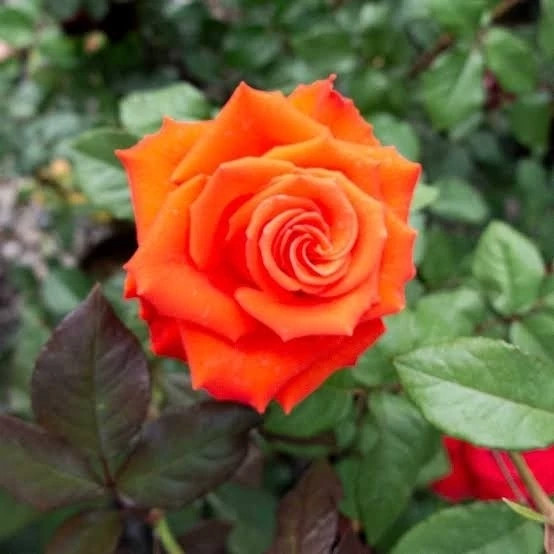 Orange rose seedlings
