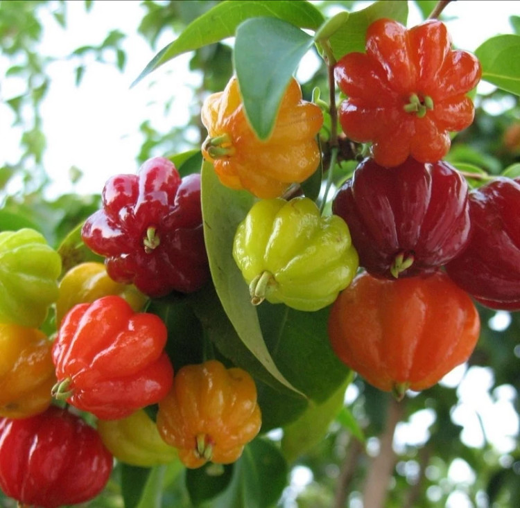 Suriname cherry seedlings