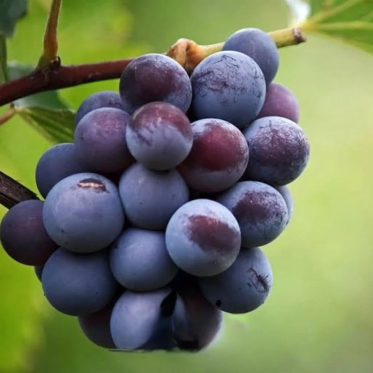 Wine grape seedlings