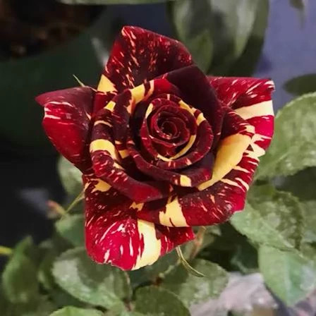 White and red rose seedlings