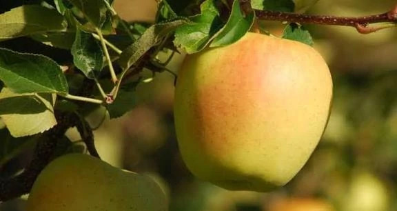 French yellow apple seedlings