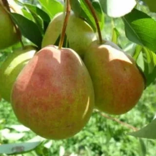 Bartlett pear seedlings