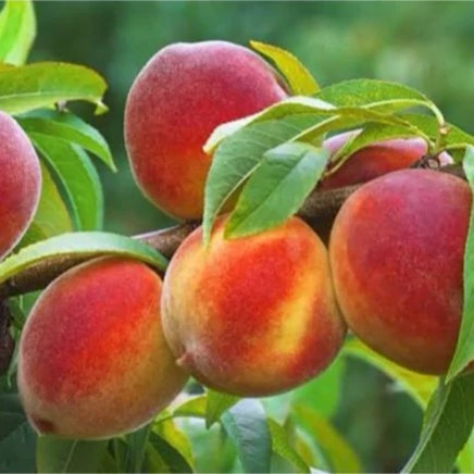 خرید نهال هلو خاص
