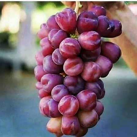 Red Muscat grape seedlings