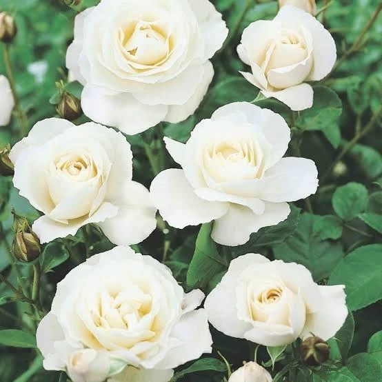 White rose seedlings