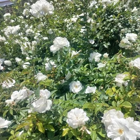 نهال رز سفید خیره کننده
