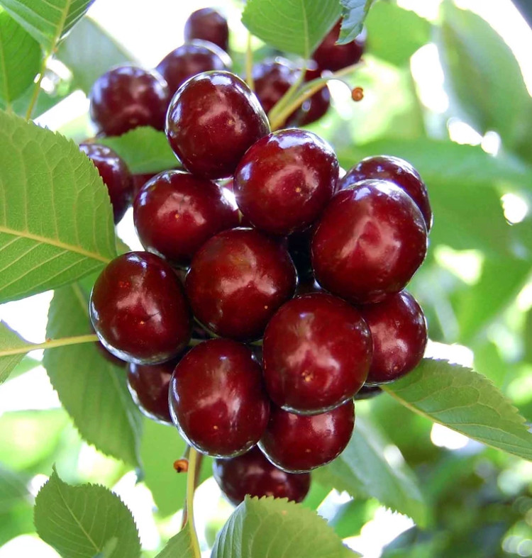 Napoleon cherry seedlings