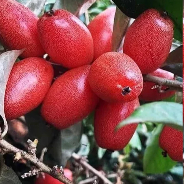 سنجد ژاپنی کمیاب