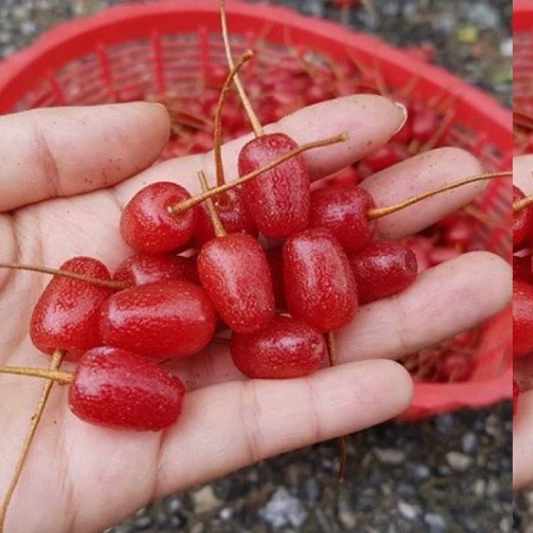 مقاوم در برابر سرما