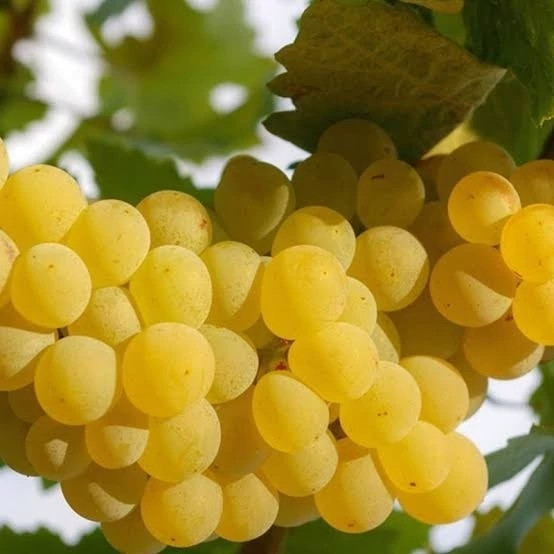 White seedless grape seedlings