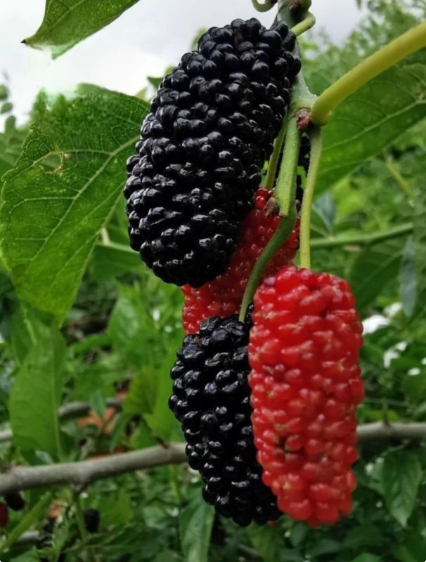 Blackberry seedlings