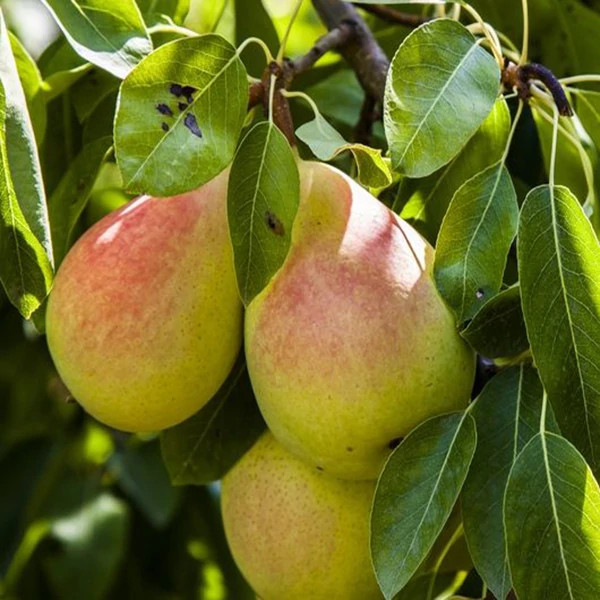 Spadana pear seedlings